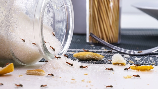 Ants on Sugar