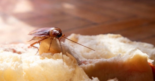 cockroach on bread