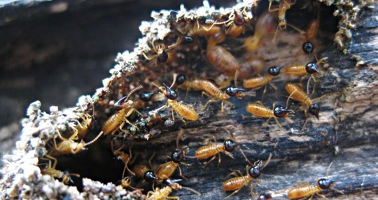 Termites